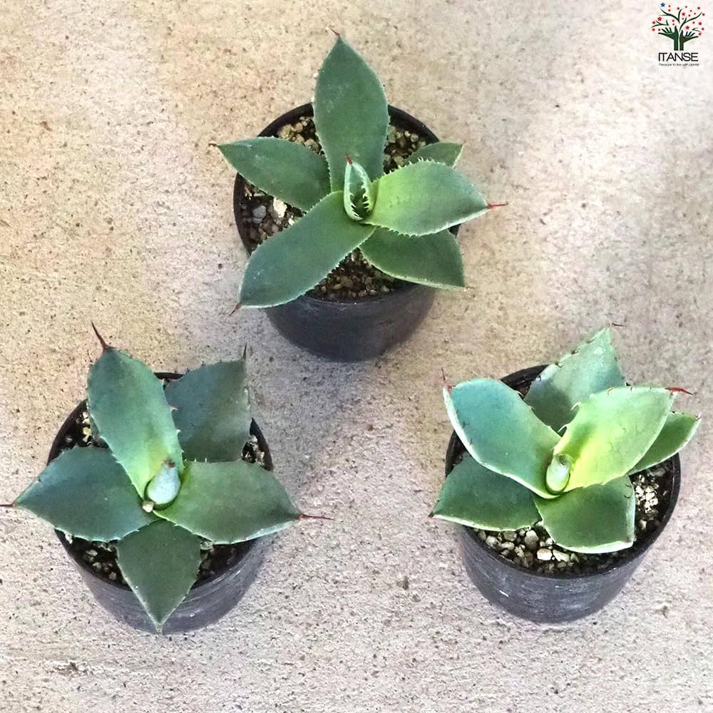 タ*店様 【超希少サイズ/300円スタート】シャークスキン　アガベ　トランカータ 宴*-様 アガベ トランカータ×シャークスキン ジェレミー 発根済